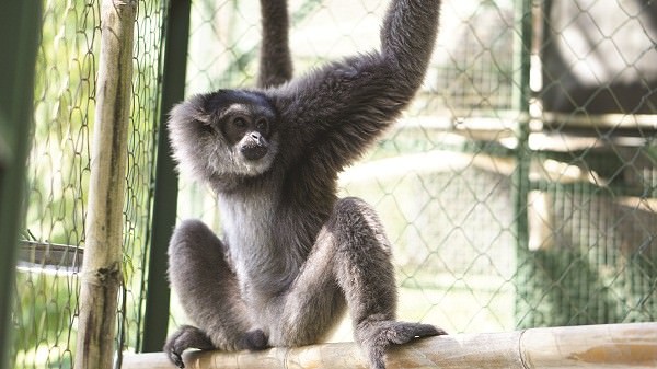 boris-si-owa-jawa-bali-zoo-pulang-kampung-ke-habitat-asli