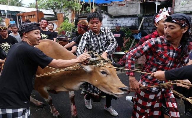 ceceran-darah-sapi-kurban-diyakini-mampu-usir-malapetaka
