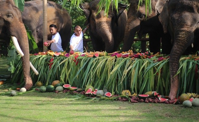 siapkan-ratusan-kilo-buah-untuk-makan-prasmanan-sepuluh-gajah