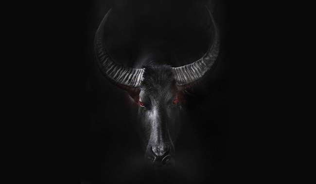 lelang-kerbau-nawas-sharif