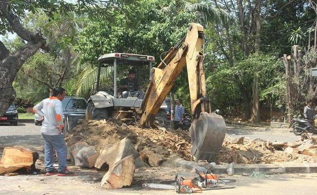 angker-pohon-ratusan-tahun-di-parkir-kantor-bupati-buleleng-tumbang