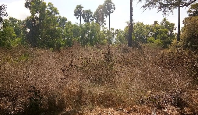 kekeringan-di-hutan-bali-barat-meluas-ini-respons-tnbb