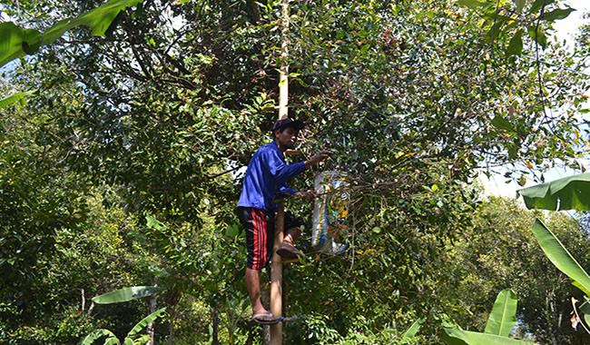 musim-panen-kesulitan-cari-buruh-petik-cengkih-petani-merugi