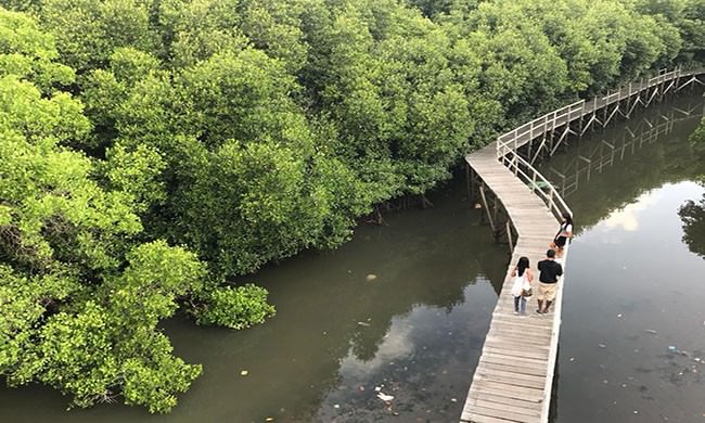 jaga-ekosistem-lestari-koster-rancang-taman-mangrove-di-tahura
