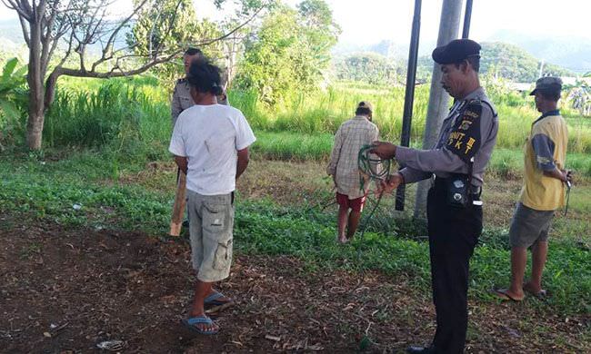 waspada-pencurian-ternak-masif-empat-sapi-petani-subak-raib