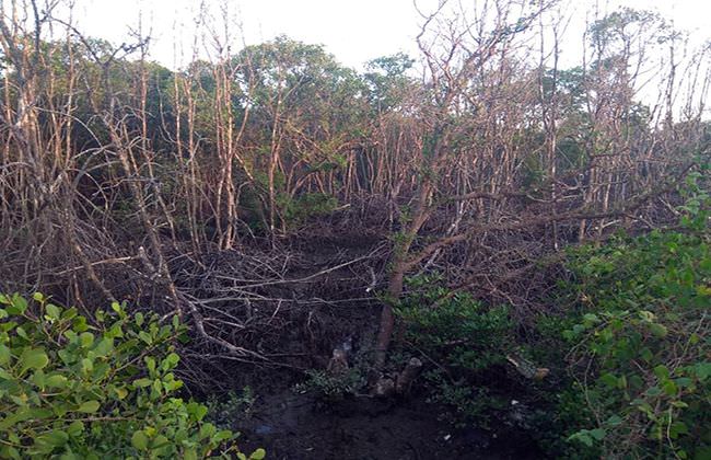 1-ha-mangrove-di-tpa-suwung-mati-dprd-bali-minta-segera-ditelusuri