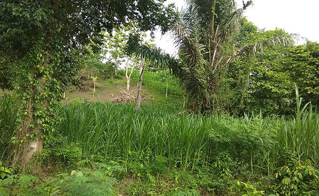 bali-barat-dalam-ancaman-109-hektare-hutan-mulai-kritis-karena-ini