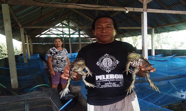 belajar-beternak-kodok-otodidak-pahami-pakan-harus-pakai-eksperimen