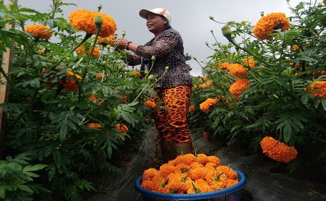 harga-bunga-gumitir-naik-dua-kali-lipat-petani-untung-besar