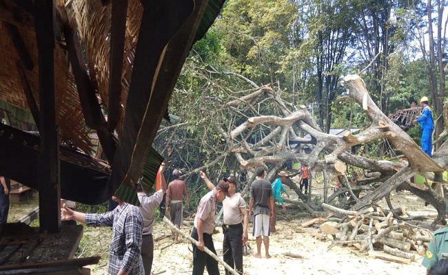 ngeri-tak-ada-hujan-tak-ada-angin-pohon-ancak-raksasa-ambruk