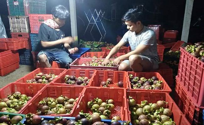 pasar-ekspor-menjanjikan-manggis-makin-dilirik-petani-buah-buleleng