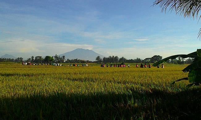 hamparan-sawah-dengan-latar-gunung-agung-spot-cantik-untuk-selfie