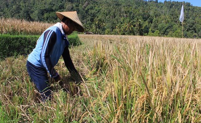 dinas-pertanian-buleleng-klaim-bali-utara-masih-surplus-padi
