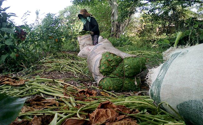 hujan-lebat-guyur-bali-petani-tembakau-kesulitan-jemur-hasil-panen
