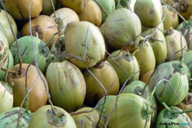 karangasem-bali-koleksi-49-jenis-kelapa-kaya-khasiat-obat
