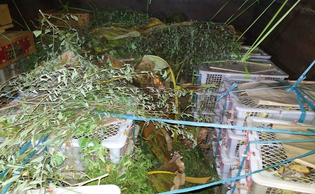 begini-modus-penyelundupan-1500-burung-kicau-yang-digagalkan-tni-al