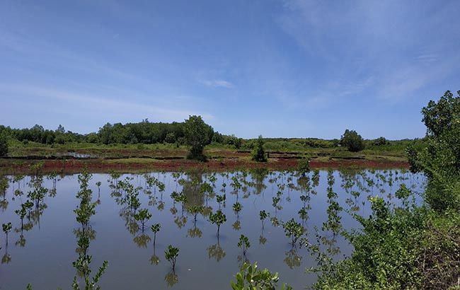 bekas-tambak-udang-direhabilitasi-mulai-ditanami-mangrove