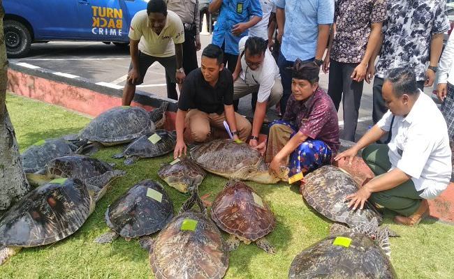 geledah-avanza-usai-kejar-kejaran-polisi-sita-belasan-penyu-hijau