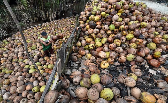 harga-kelapa-lokal-asal-karangasem-bali-terpuruk