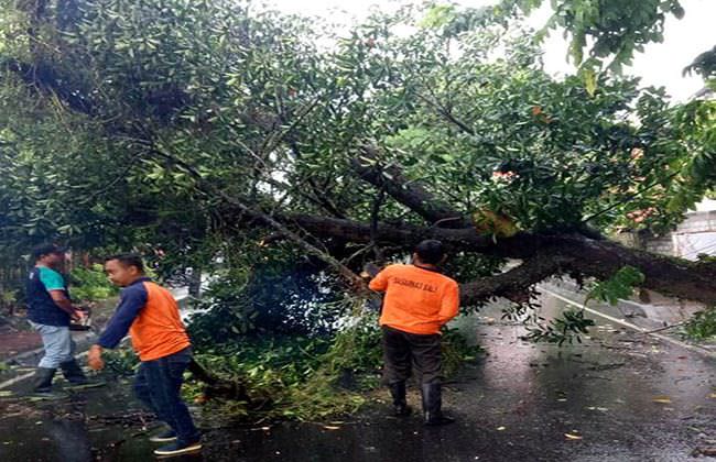 hujan-lebat-pohon-nangka-tumbang-tutup-jalur-tabanan-penebel-2-jam