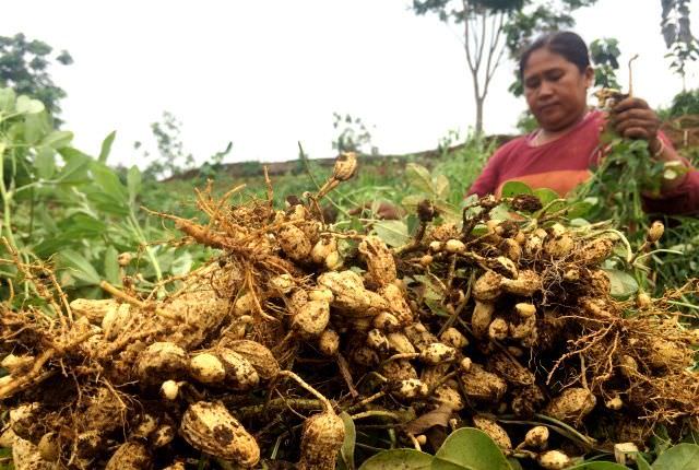 kacang-tanah-produksi-petani-kubu-bali-sukses-pasok-pabrikan-besar