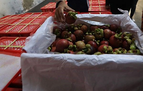 perluas-pasar-buah-manggis-gagas-festival-manggis-di-galungan
