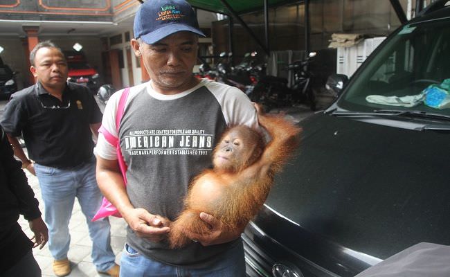 selundupkan-orang-utan-dalam-koper-dari-bali-wn-rusia-ditangkap