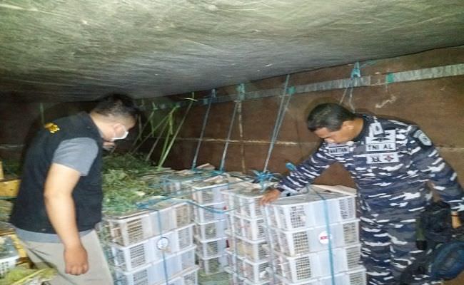 tni-al-gagalkan-penyelundupan-1500-ekor-burung-kicau-asal-lombok