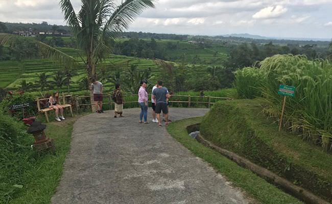 sawah-abadi-di-menyusut-puluhan-hektare-status-wbd-jatiluwih-terancam