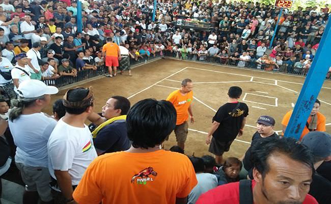 tajen-liar-di-gunung-agung-dibubarkan-paksa-bebotoh-lari-kocar-kacir