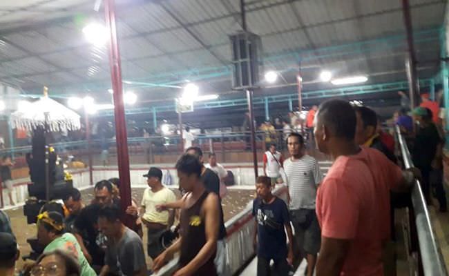 lokasi-tajen-besar-tersebar-di-kuta-utara-ini-respons-polisi