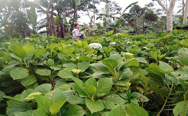 petani-bunga-pecah-seribu-buleleng-semringah-harga-bunga-stabil
