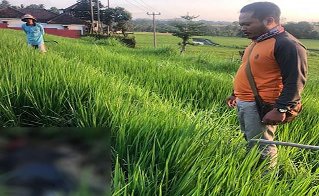 tidak-pulang-10-hari-wayan-murjana-ditemukan-membusuk-di-sawah