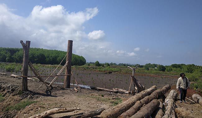 hutan-mangrove-rusak-parah-populasi-kepiting-budeng-menurun-drastis