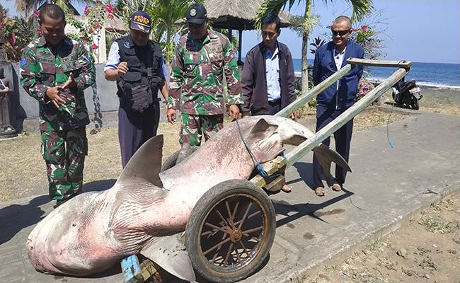 mati-terdampar-ini-profi-hiu-banteng-buas-agresif-dan-mematikan