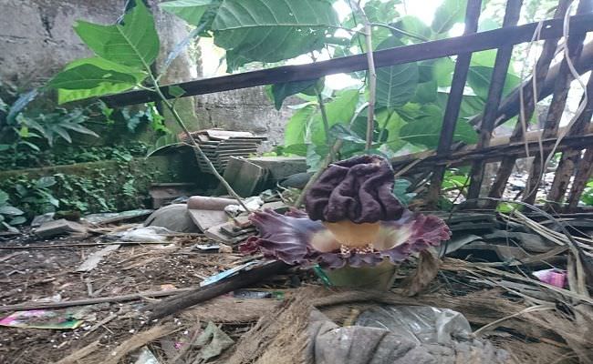 sebar-bau-menyengat-bunga-bangkai-raksasa-bikin-heboh-warga-gianyar