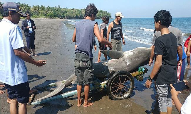 terdampar-di-pantai-sumbersari-bpspl-cek-penyebab-kematian-hiu-koboi