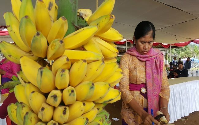 adu-kemolekan-pisang-lokal-pisang-kepok-buleleng-jadi-unggulan