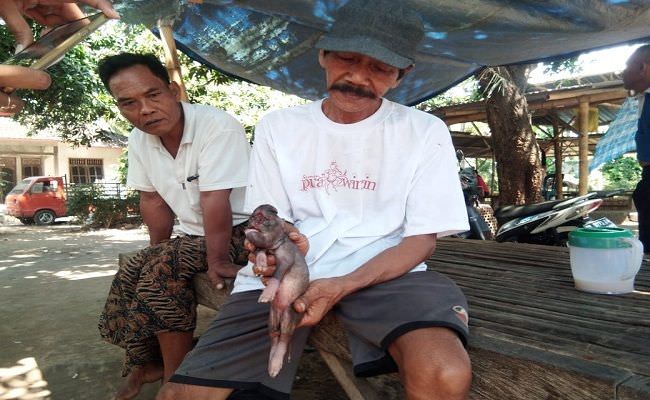 aneh-bin-ajaib-anak-babi-berkepala-gajah-hebohkan-warga-buleleng-bali