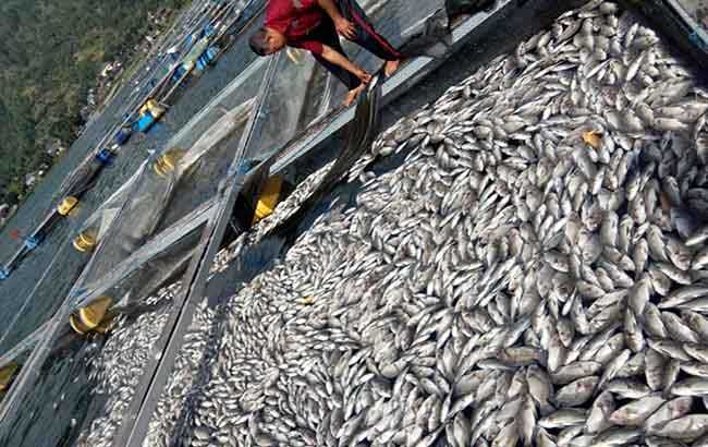 dinas-pkp-pastikan-ikan-nila-mati-terpapar-belerang-tak-bisa-dimakan