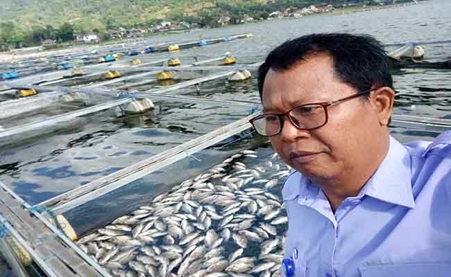 fenomena-alam-belerang-danau-menyembur-ribuan-ikan-mabuk-lalu-mati