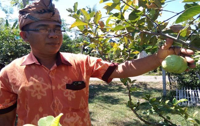 omzet-rp-135-juta-per-bulan-galungan-permintan-jambu-kristal-naik