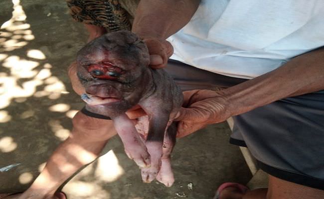 tak-ada-firasat-pemilik-babi-berharap-fenomena-aneh-jadi-cermin-hidup