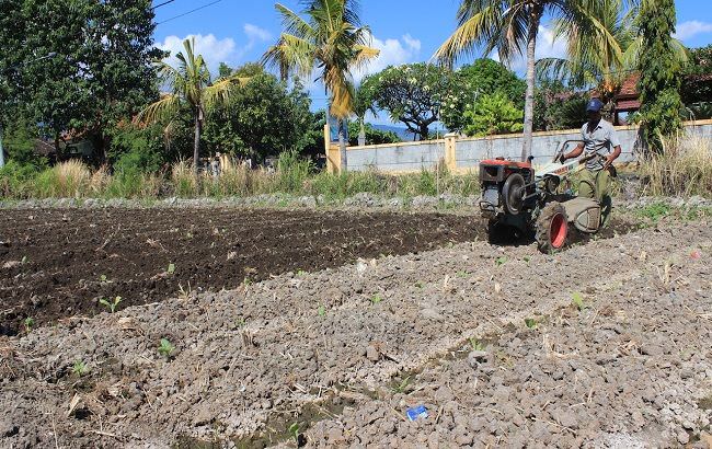 terima-rp-34-miliar-dana-bagi-hasil-buleleng-perluas-lahan-tembakau