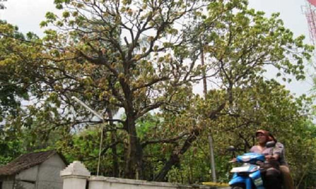 digenjot-bahan-kimia-5-persen-populasi-pohon-mangga-di-buleleng-rusak