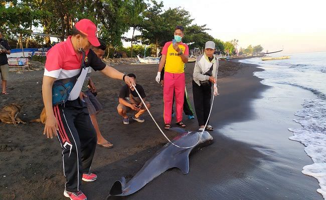 paus-terdampar-di-pantai-penimbangan-penyebab-kematian-misterius