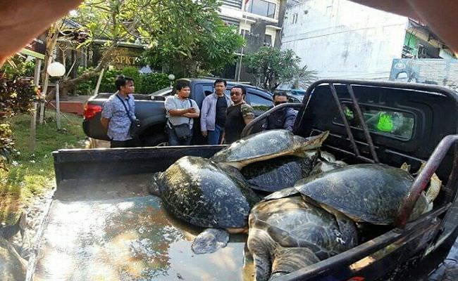 tabrak-pohon-di-sunset-road-truk-misterius-diduga-selundupkan-penyu