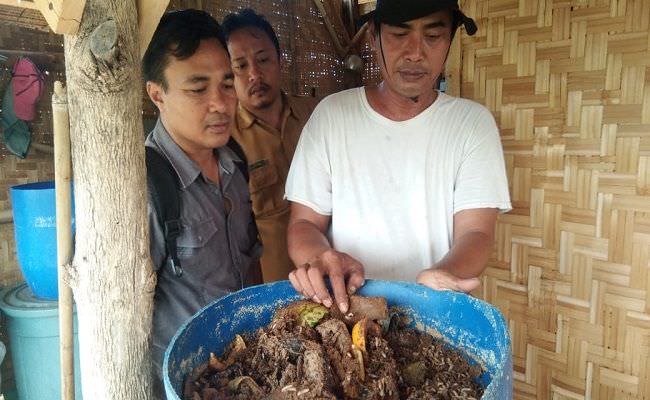 budidaya-maggot-ulat-bsf-gunakan-pakan-organik-lewat-youtube