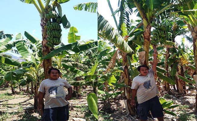 kesulitan-pemasaran-petani-pemuteran-ogah-tanam-pisang-ijo-thailand