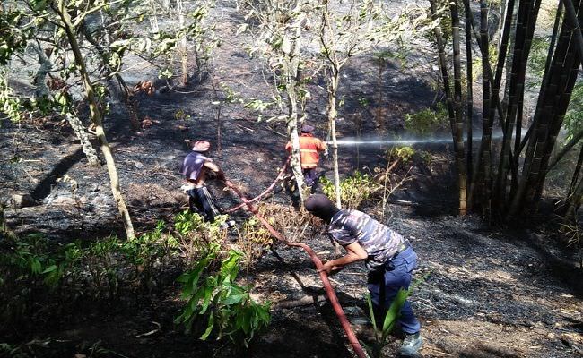 api-mendadak-bakar-daun-bambu-kebun-cengkih-1-ha-ludes-terbakar